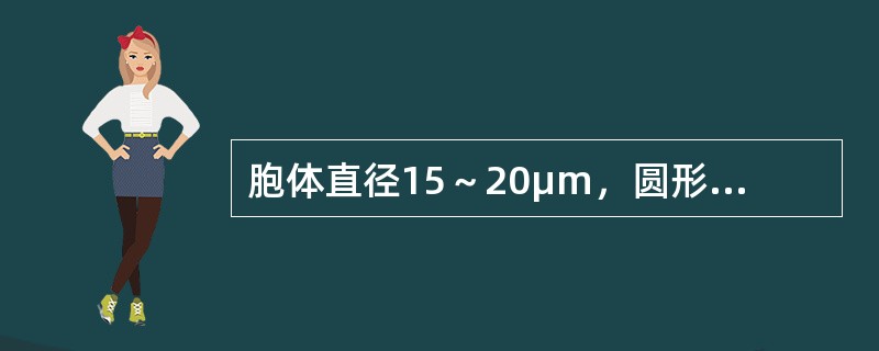 胞体直径15～20μm，圆形或椭圆形。胞核较大，圆形、类圆形，核染色质纤细，呈疏