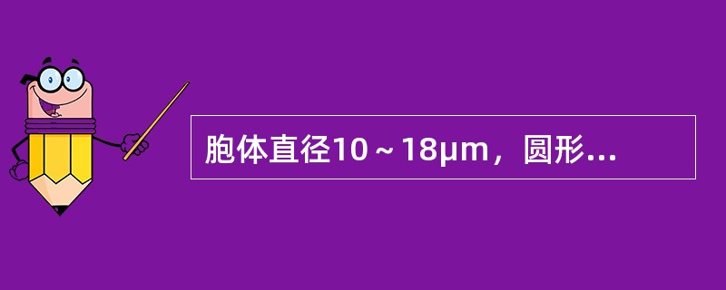 胞体直径10～18μm，圆形或椭圆形，胞核圆形或椭圆形，占细胞直径的2/3以上，