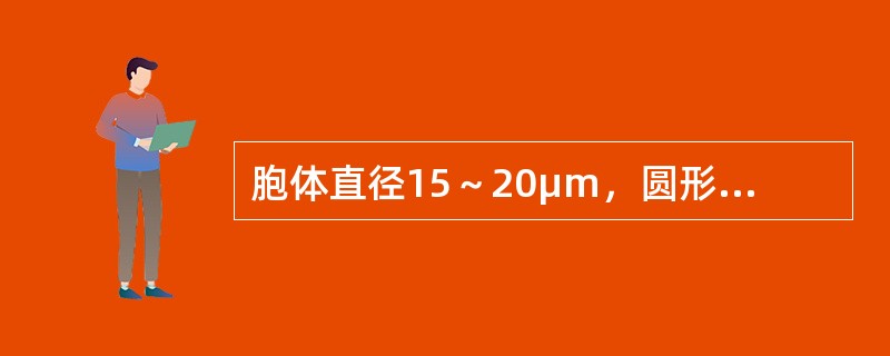 胞体直径15～20μm，圆形或椭圆形，边缘常有钝角状或瘤状突起。胞核圆形、居中或