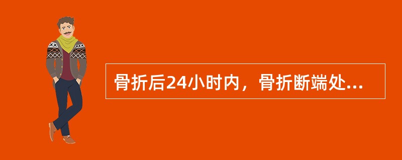 骨折后24小时内，骨折断端处的外骨膜开始增生、肥厚，外骨膜的内层成骨细胞增生，产