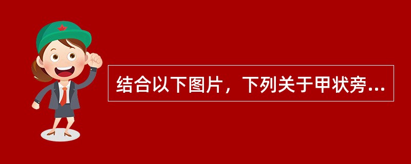 结合以下图片，下列关于甲状旁腺及其激素的说法正确的是()