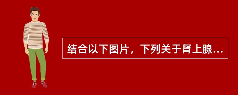 结合以下图片，下列关于肾上腺的说法正确的是()