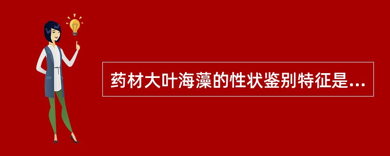 药材大叶海藻的性状鉴别特征是（）