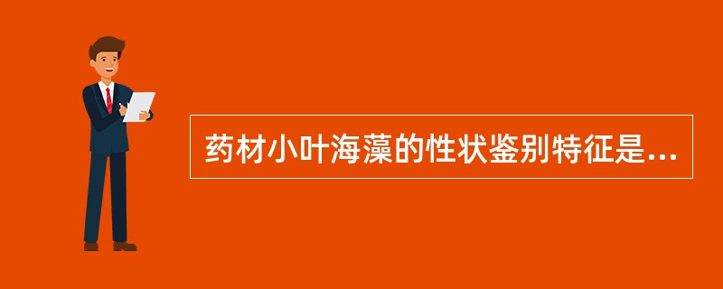 药材小叶海藻的性状鉴别特征是（）