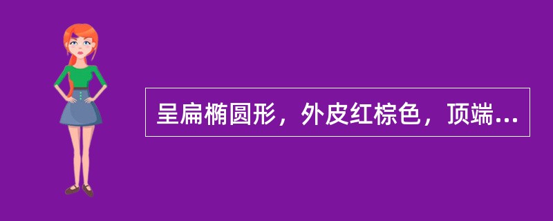 呈扁椭圆形，外皮红棕色，顶端尖，中部膨大，基部钝圆而稍偏斜，边缘较薄，该药材是（