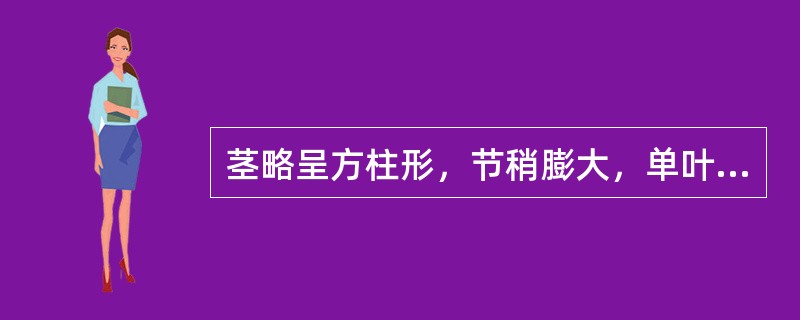 茎略呈方柱形，节稍膨大，单叶对生，气微，味极苦的药材是（）