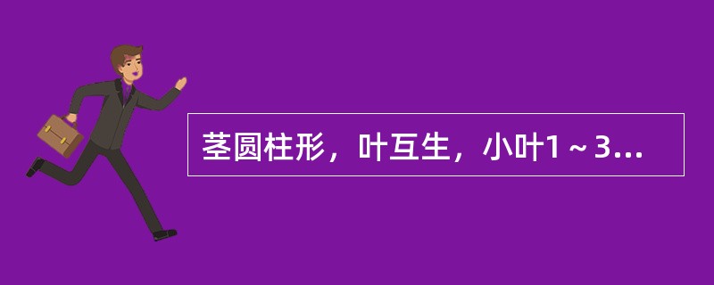 茎圆柱形，叶互生，小叶1～3片，下表面密被灰白色毛茸的药材是（）