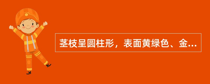 茎枝呈圆柱形，表面黄绿色、金黄色或黄棕色，节膨大，断面不平坦，髓部常偏向一边，叶