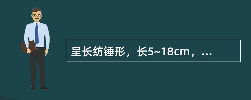 呈长纺锤形，长5~18cm，对光透视有一条不透明的木心，味甜微苦的药材是（）