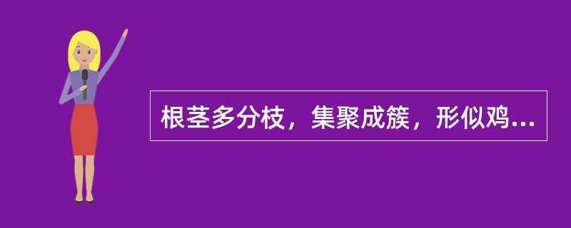 根茎多分枝，集聚成簇，形似鸡爪；单枝呈不规则结节状隆起，有"过桥"和鳞叶，断面木