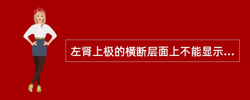 左肾上极的横断层面上不能显示的结构是（）