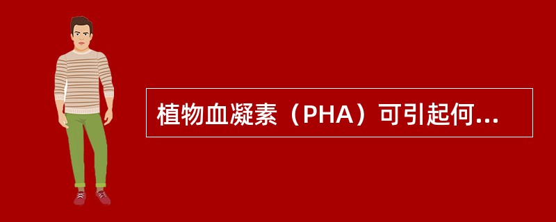 植物血凝素（PHA）可引起何种细胞分裂（）