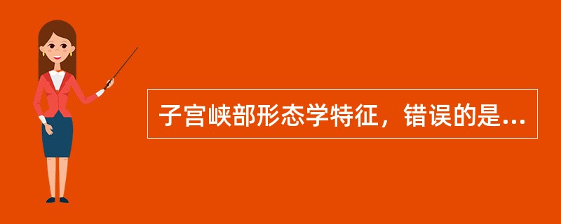 子宫峡部形态学特征，错误的是（）