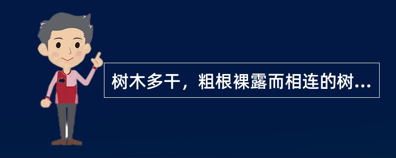 树木多干，粗根裸露而相连的树桩盆景称为（）