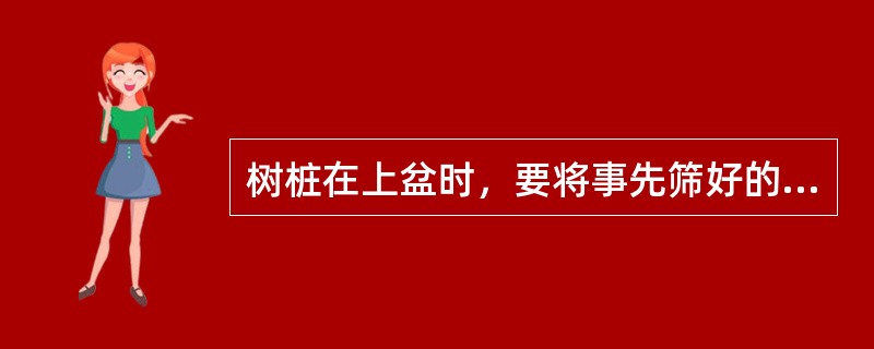 树桩在上盆时，要将事先筛好的盆土放入盆内，放在盆底的是大粒土