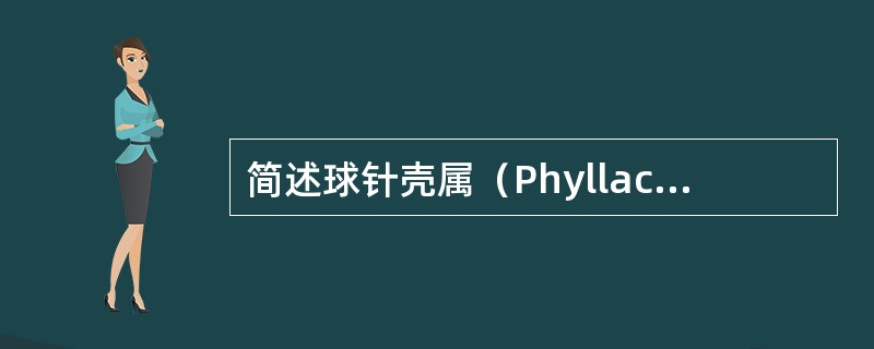 简述球针壳属（Phyllactinia）特点。