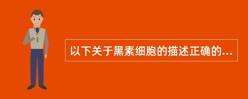 以下关于黑素细胞的描述正确的有（）