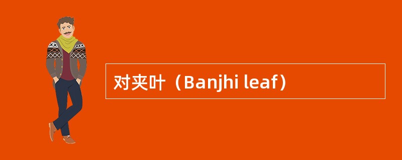 对夹叶（Banjhi leaf）