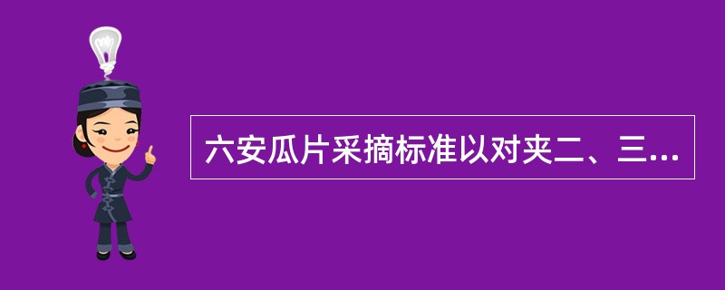 六安瓜片采摘标准以对夹二、三叶和一芽二、三叶为主，采回后掰片，分离（）和老叶。