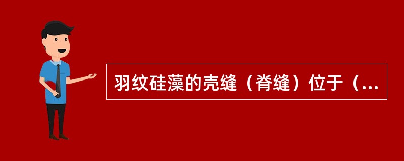 羽纹硅藻的壳缝（脊缝）位于（）。