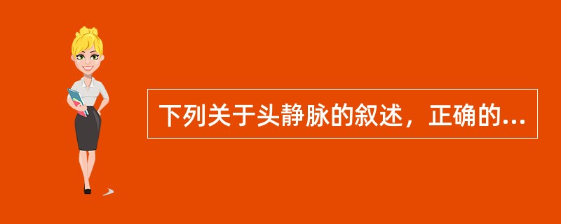 下列关于头静脉的叙述，正确的是（）。