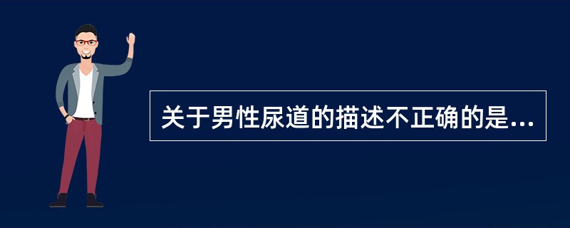 关于男性尿道的描述不正确的是（）。