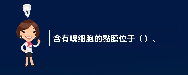 含有嗅细胞的黏膜位于（）。