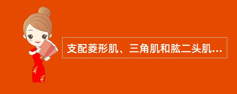 支配菱形肌、三角肌和肱二头肌的脊神经是（）。