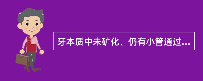 牙本质中未矿化、仍有小管通过的牙本质是（）