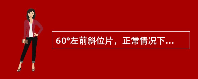 60°左前斜位片，正常情况下心后缘自上而下为（）。