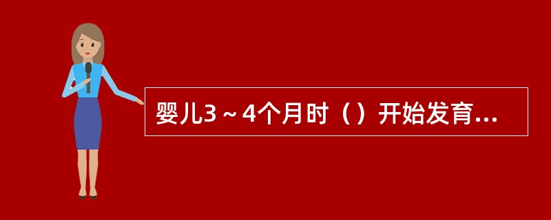 婴儿3～4个月时（）开始发育，唾液分泌增加，由于吞咽能力不强，因此出现流口水现象