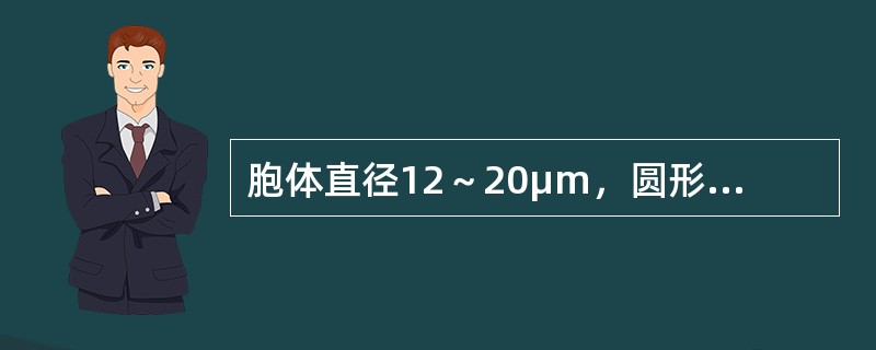 胞体直径12～20μm，圆形或椭圆形，胞核大，位于中央或偏位，核染色质开始聚集，