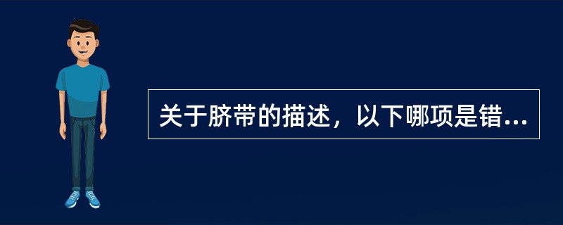 关于脐带的描述，以下哪项是错误的（）。