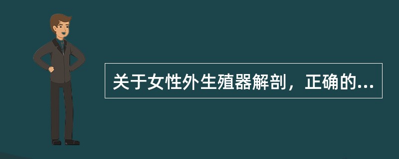 关于女性外生殖器解剖，正确的是（）。