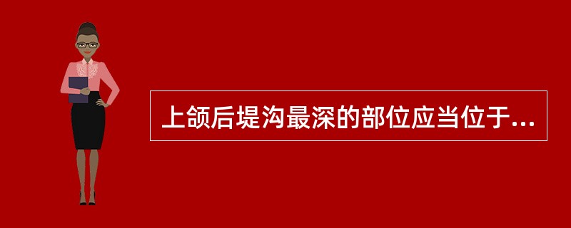 上颌后堤沟最深的部位应当位于（）