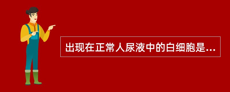 出现在正常人尿液中的白细胞是（）。