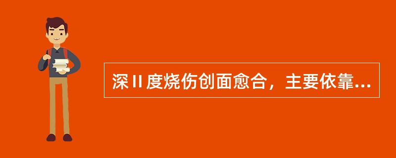 深Ⅱ度烧伤创面愈合，主要依靠以下哪些组织再生长出新生上皮（）.