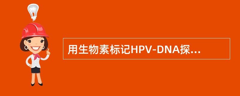 用生物素标记HPV-DNA探针检测石蜡切片内HPV-DNA时，加入碱性磷酸酶标记