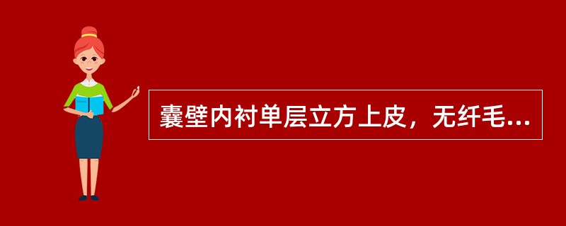 囊壁内衬单层立方上皮，无纤毛，无黏液，囊壁含有薄层平滑肌（）囊壁内衬柱状细胞，有