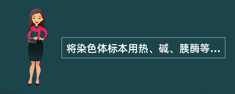 将染色体标本用热、碱、胰酶等预先处理，再用Giemsa染色，显示出（）