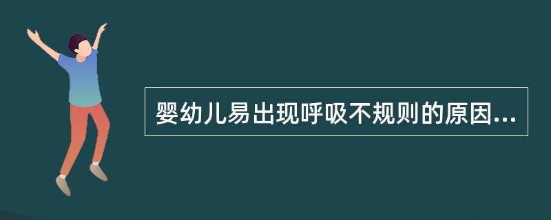 婴幼儿易出现呼吸不规则的原因是（）