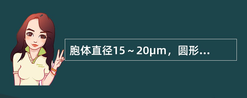 胞体直径15～20μm，圆形或椭圆形，边缘常有钝角状或瘤状突起。胞核圆形，居中或