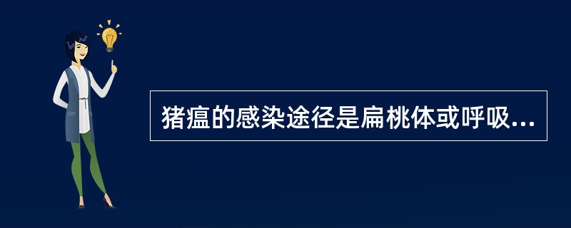 猪瘟的感染途径是扁桃体或呼吸道。