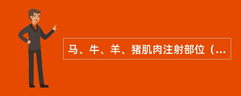 马、牛、羊、猪肌肉注射部位（20分）