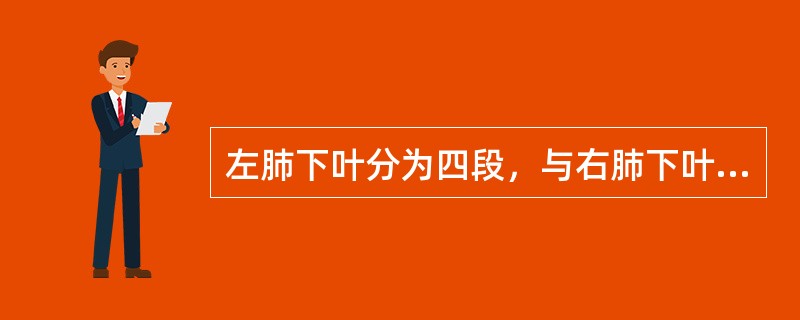 左肺下叶分为四段，与右肺下叶不同的是()