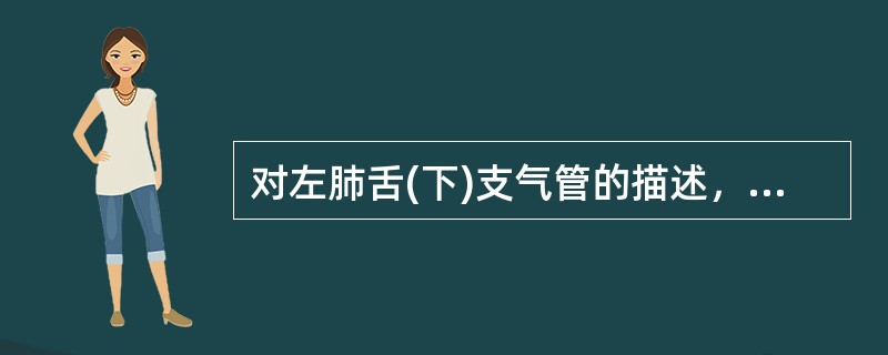 对左肺舌(下)支气管的描述，不正确的是()