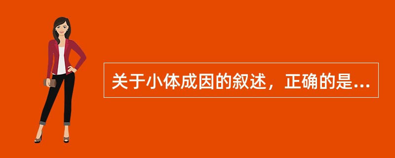 关于小体成因的叙述，正确的是（）