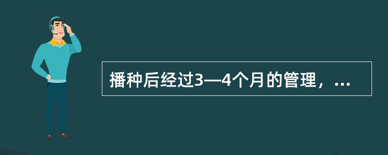 播种后经过3—4个月的管理，一般苗高60cm，苗茎径3mm以上时，可根据需要有计