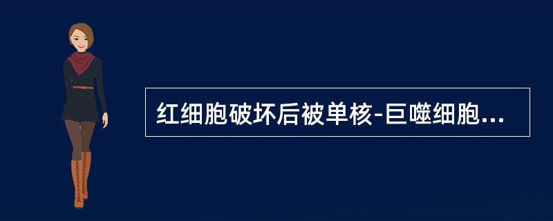 红细胞破坏后被单核-巨噬细胞系统吞噬不出现（）。