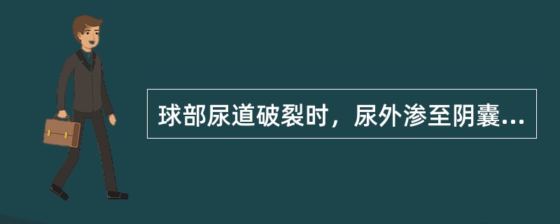 球部尿道破裂时，尿外渗至阴囊（）。